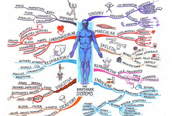 ПОдготовка к экзамену по биологии Mind map по биологии