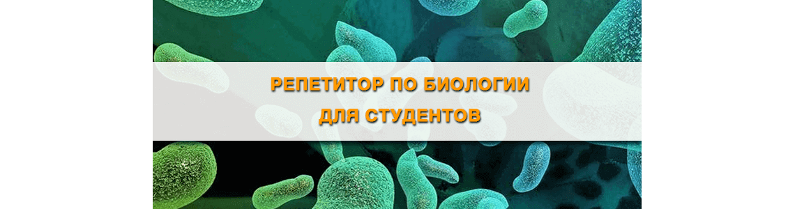 Репетитор для медика по биологии Минск
